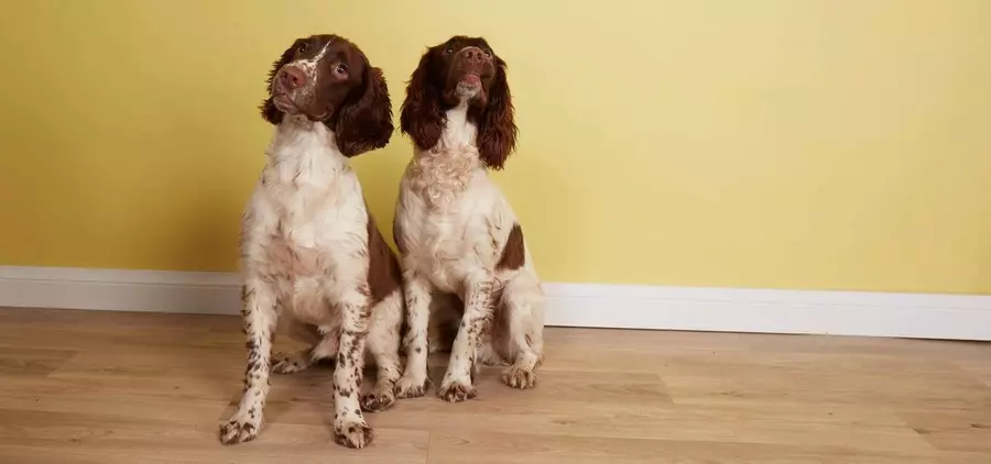 Best food on sale for springer spaniel